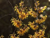 Kalm201401 Hamamelis zn Apfelbeet 5173